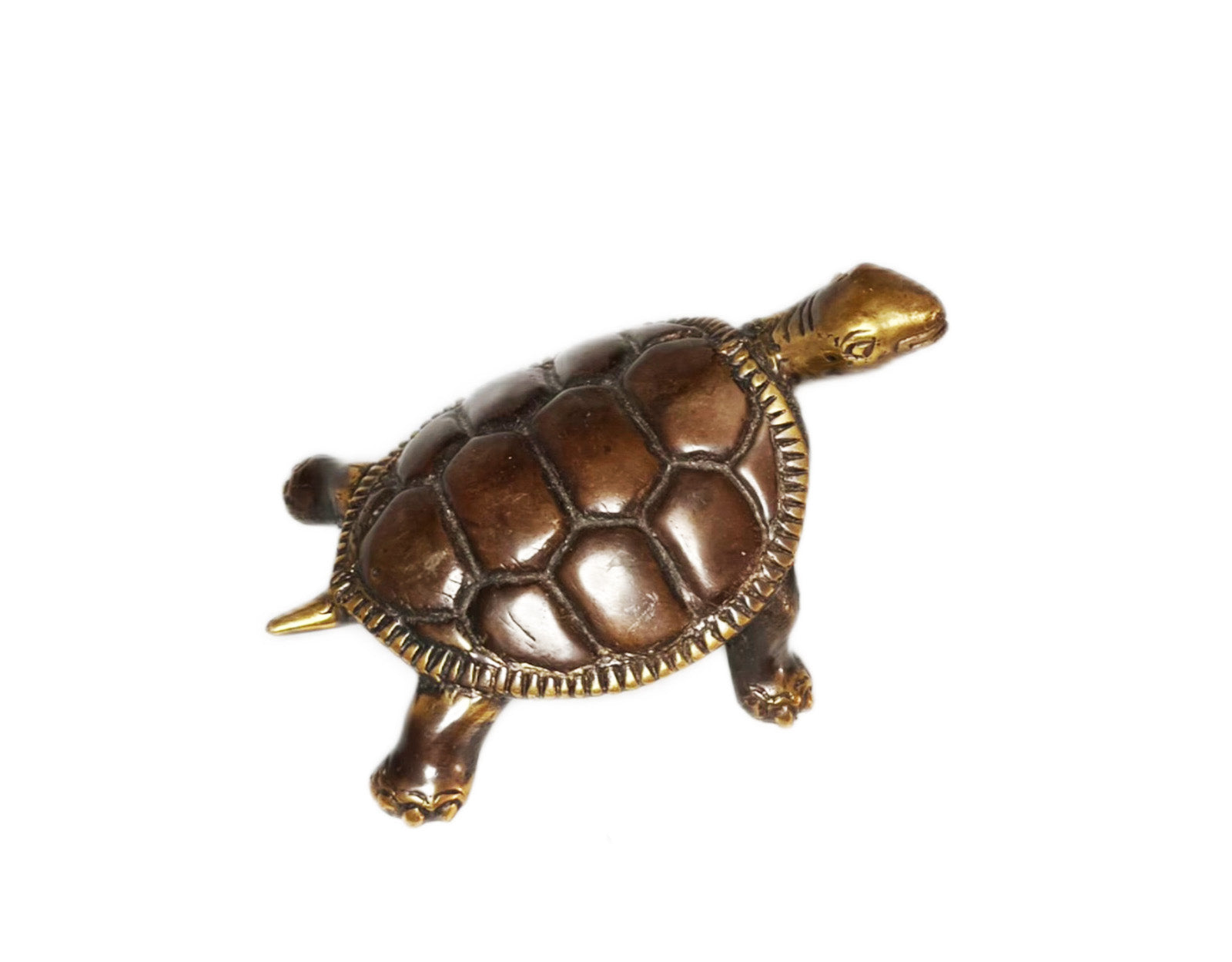 Tortue